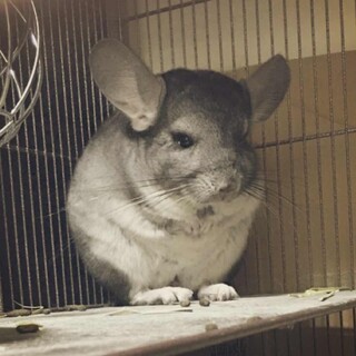 チンチラ(グレー)4歳男の子