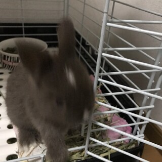 ミニウサギ2歳　里親募集中です