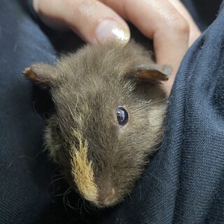 モルモット譲渡します