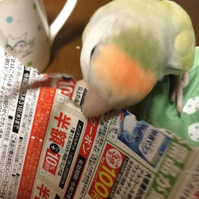 ちゅっちゅまめのカバー写真