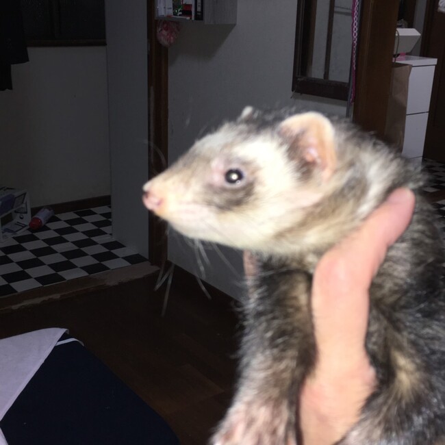 小鉄jrのカバー写真