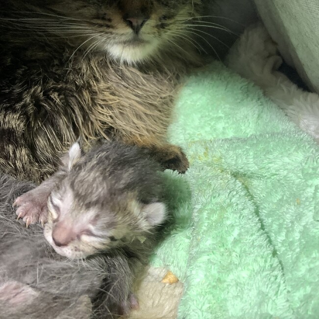 みくる⭐️のカバー写真