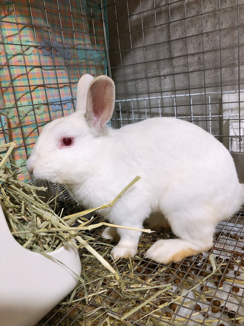 保護うさぎ　佐渡っこ　はくくん サムネイル2
