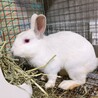 保護うさぎ　佐渡っこ　はくくん サムネイル2