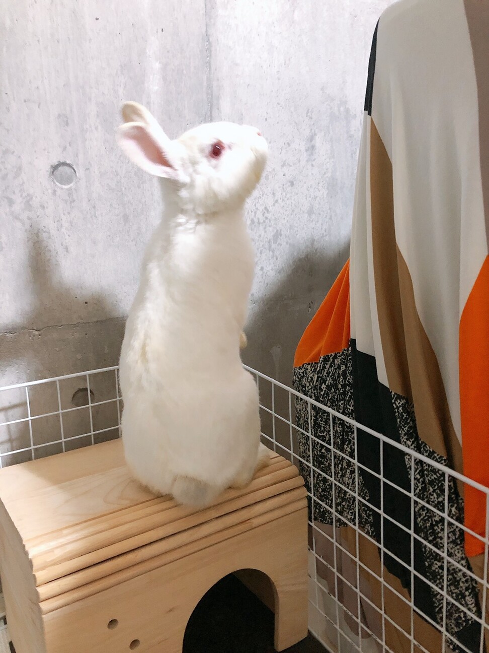 保護うさぎ　佐渡っこ　はくくん サムネイル3