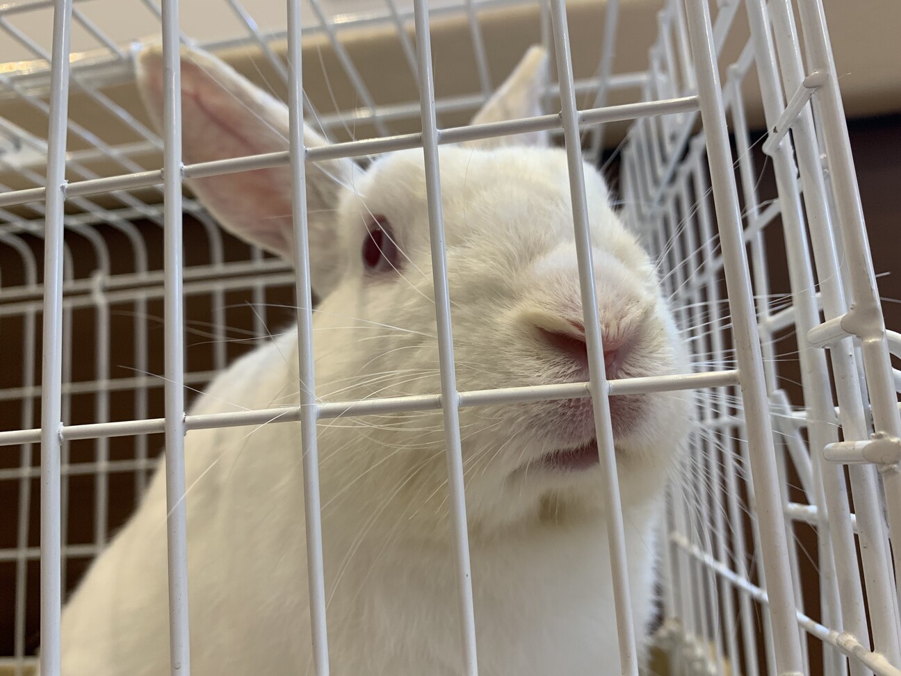 保護うさぎ　佐渡っこ　はくくん サムネイル4