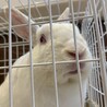保護うさぎ　佐渡っこ　はくくん サムネイル4