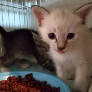 シャムミックスの女の子