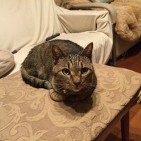 もも