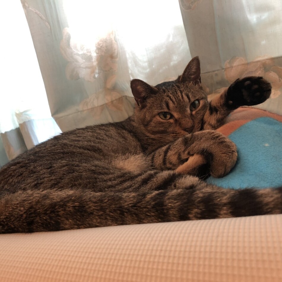 もものカバー写真
