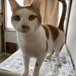 人馴れ抜群ちゃー君