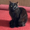 成猫くろさん