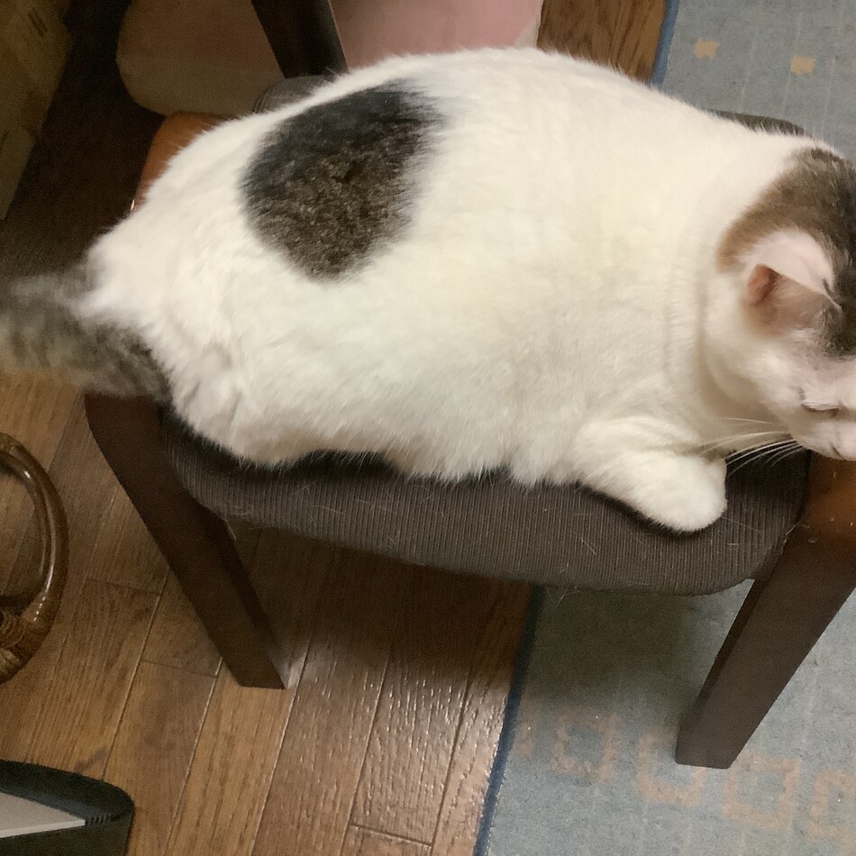 シャルルのカバー写真