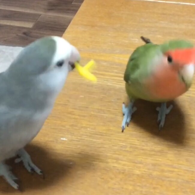 ぴらりんるんのカバー写真