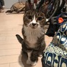 ちりことらくろ