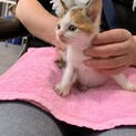 No.43 甘えん坊ミケちゃん