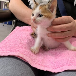 No.43 甘えん坊ミケちゃん