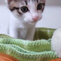 ご応募多数につき一旦掲載終了