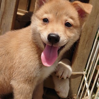 ミルクから育てた 甘え 香川県 犬の里親募集 3656 ペットのおうち 月間利用者150万人