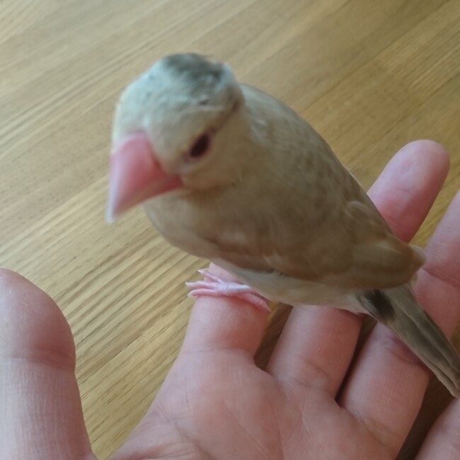 シナピーのカバー写真