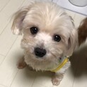 ベビーフェイスなたんぽぽちゃん