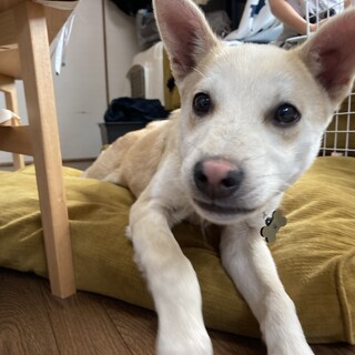 元気な男の子「かるび」