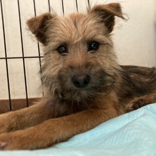 少し怖がりな男の子「てりやき」