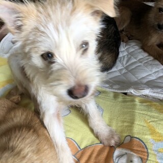 元気印な男の子「スカイ」