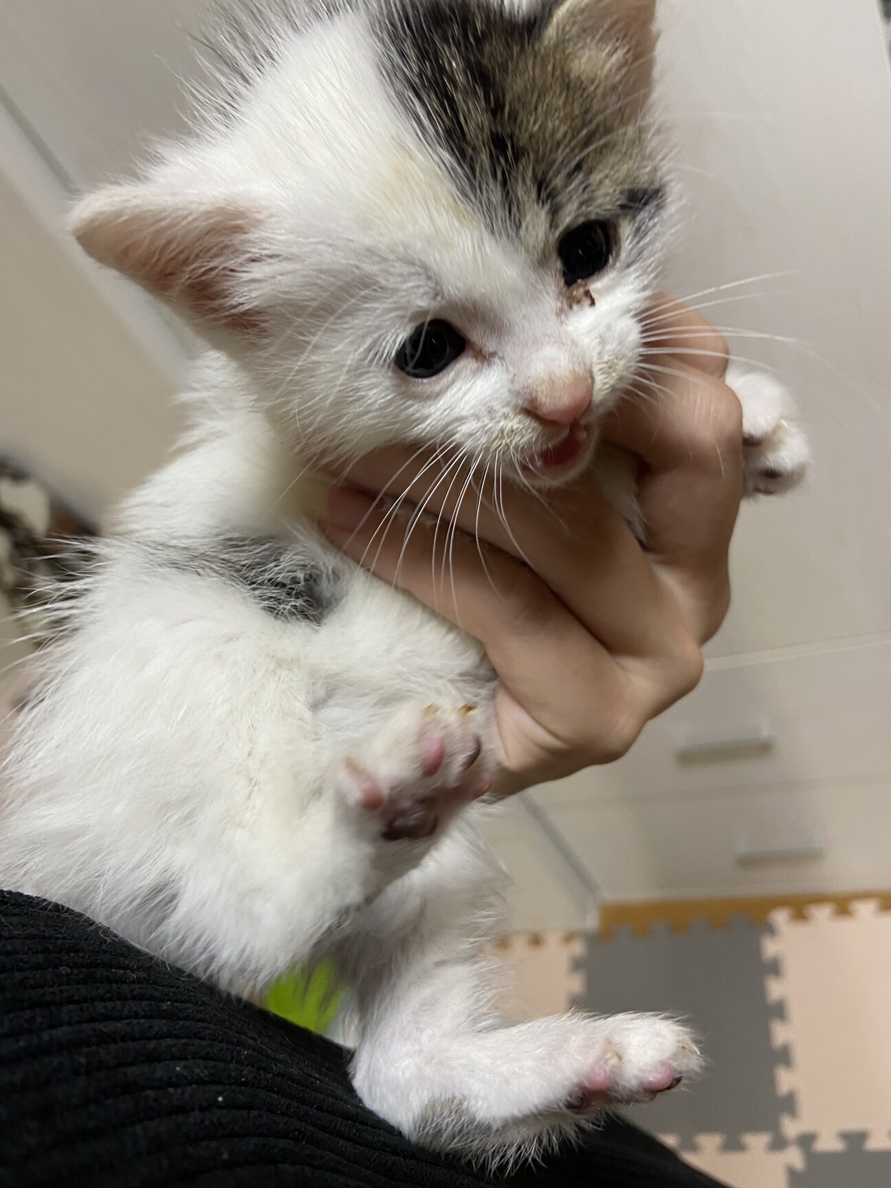 イケメン子猫アレン君 宮崎県 猫の里親募集 3678 ペットのおうち 月間利用者150万人