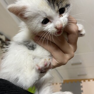 イケメン子猫アレン君