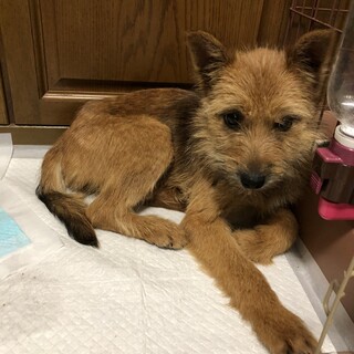 慎重派な女の子「しょうこ」