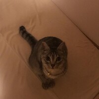 あんず