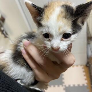 三毛猫女の子クロエちゃん
