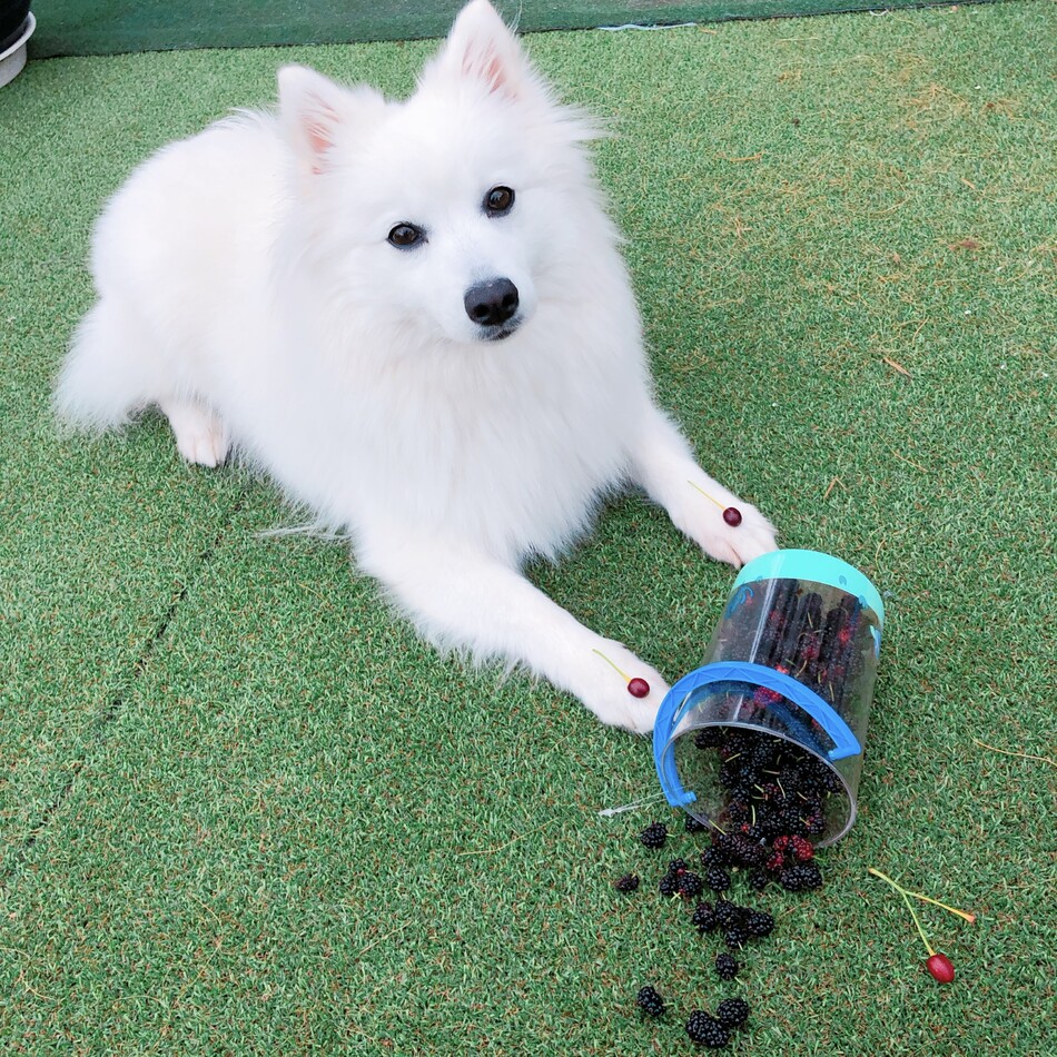 ぴけのカバー写真