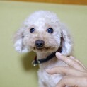 可愛くて人懐っこいトイプードルのビートくん♪