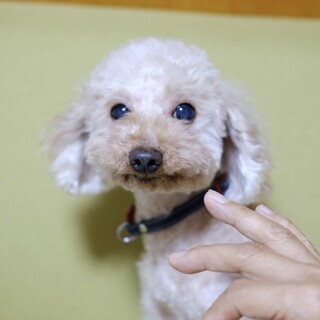 可愛くて人懐っこいトイプードルのビートくん♪