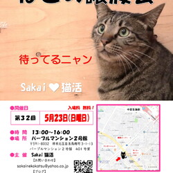Sakai♥猫活　譲渡会
