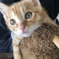 のびのびと育ちます子猫ののび太くんです