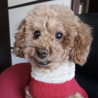 トイ プードル グレー を含む 犬の里親募集情報 ペットのおうち 月間利用者150万人