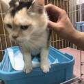 スコティッシュフォールド　キャリコ
