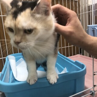 スコティッシュフォールド　キャリコ