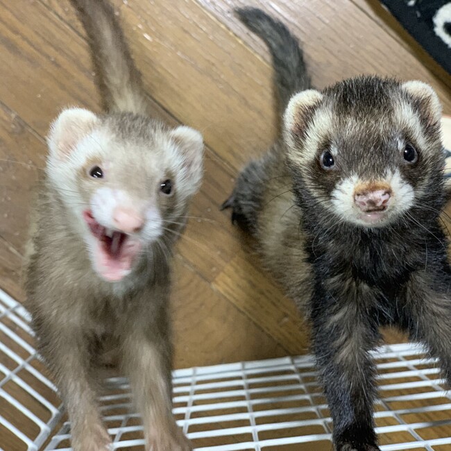 藤宮 蘭のカバー写真