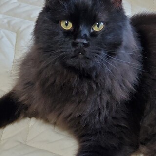 ありがとうございました