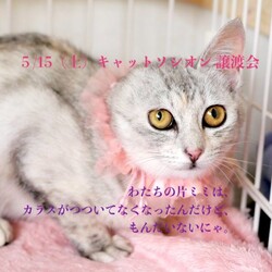 ＊キャットソシオン譲渡会＊第104回