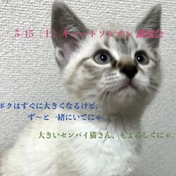 ＊キャットソシオン譲渡会＊第104回 サムネイル2