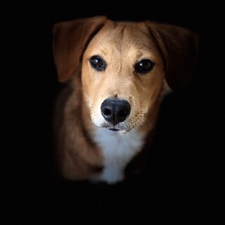 雑種のオス　11ヶ月    5.28誕生日