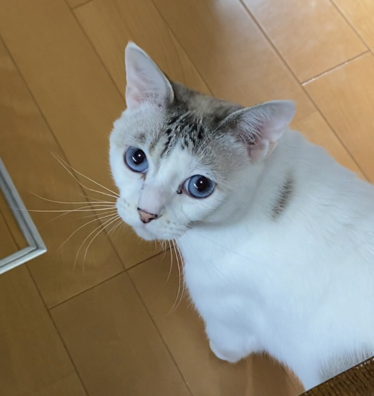 穏やかな綺麗なブルーアイ 兵庫県 猫の里親募集 ペットのおうち 月間利用者150万人