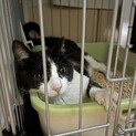 人懐っこくて甘え上手な元野良猫ちゃん