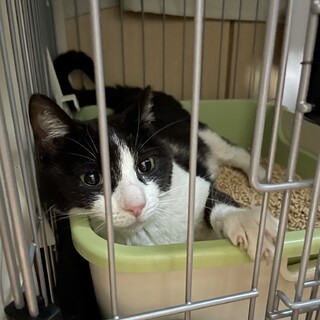 人懐っこくて甘え上手な元野良猫ちゃん