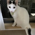 でっかい赤ちゃんみたいな元野良猫くん